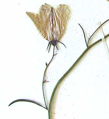   Campanula rotundifolia  